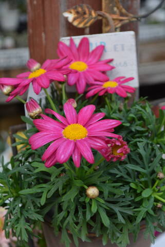 マーガレット 入荷植物 多肉屋 たなか