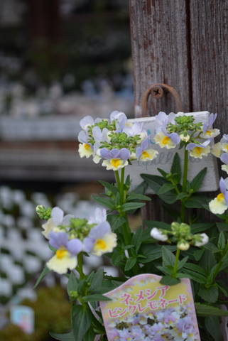 ネメシア ピンクレモネード そろそろ植え替え時期かな 園芸屋 たなか