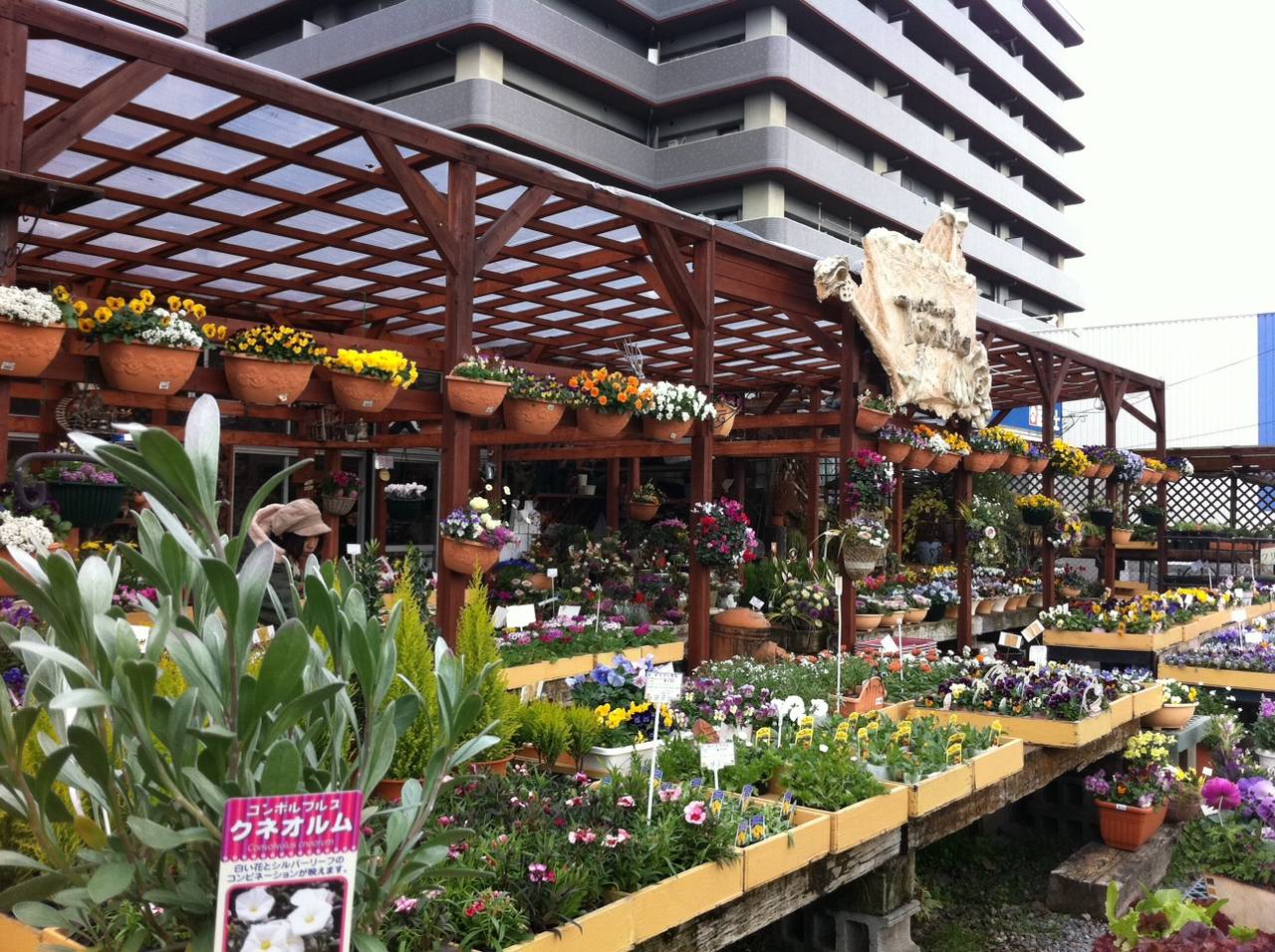 コンボルブルス クネオルム 園芸屋 たなか