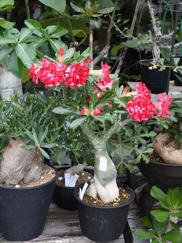 植え替え用の陶器鉢が入荷です 八重アデニウム 園芸屋 たなか