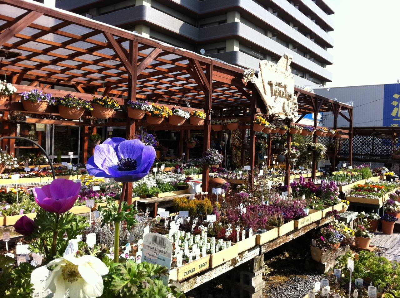 アネモネ ポルト クリスマスローズ入荷しました 園芸屋 たなか