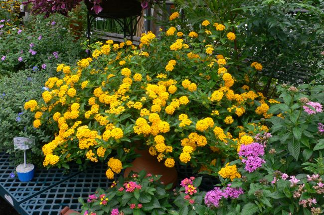 ランタナ スタンド鉢植え 園芸屋 たなか ランタナ スタンド鉢植え 園芸屋 たなか