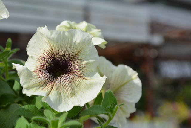 ペチュニア プレミアムコレクション 園芸屋たなかのブログ