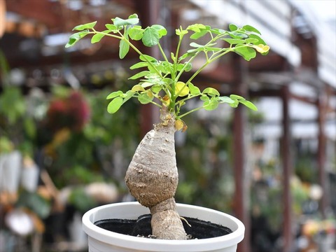 奇跡の樹モリンガ ヒルブランディー （ワサビノキ） スーパー