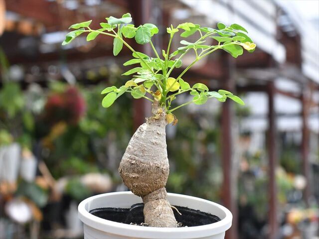 モリンガ スーパーフード&入荷植物 : 多肉屋 たなか モリンガ スーパーフード&入荷植物 : 多肉屋 たなか