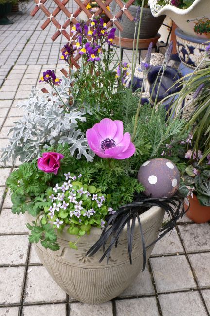 つめすぎ寄せ植え 園芸屋 たなか