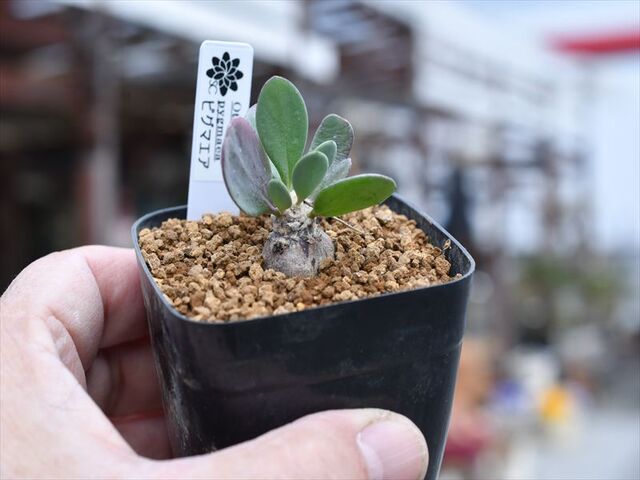 オトンナ ピグマエア＆入荷植物 | 園芸屋たなかのブログ