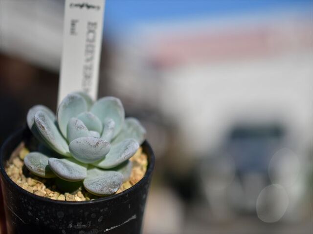 ラウイ&入荷多肉植物リスト | 園芸屋たなかのブログ