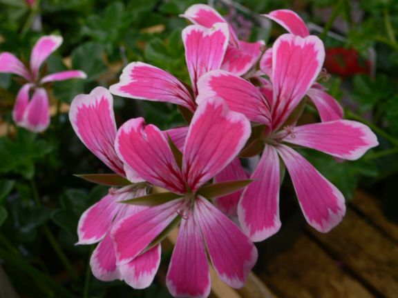 バルコニー ゼラニウム ステリーナ 園芸屋 たなか