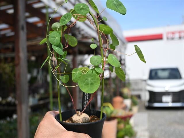 ステファニア ステファニア＆入荷植物 | 園芸屋たなかのブログ