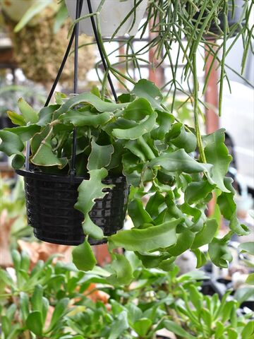 エピフィルム グアテマレンシス 今日の多肉植物 多肉屋 たなか