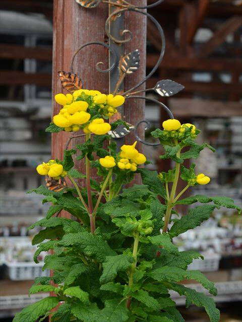 カルセオラリア ミダス 多肉植物の移動 園芸屋たなかのブログ