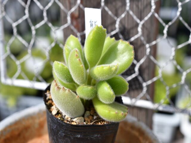 熊童子&入荷植物 | 園芸屋たなかのブログ 熊童子&入荷植物 | 園芸屋たなかのブログ