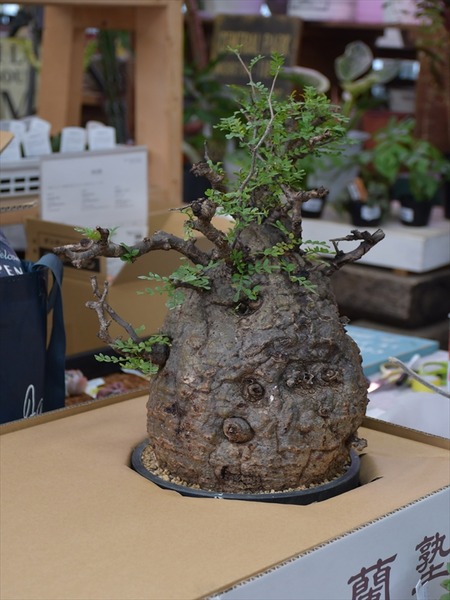 オペルクリカリア パキプス＆入荷植物 : 多肉屋 たなか