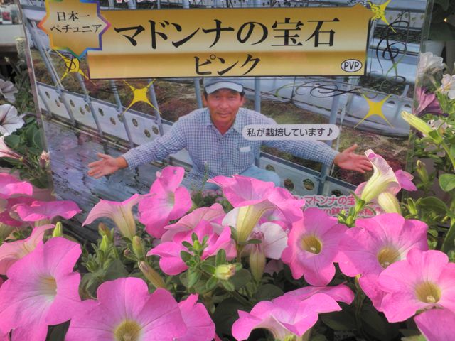 ペチュニア マドンナの宝石 多肉屋 たなか