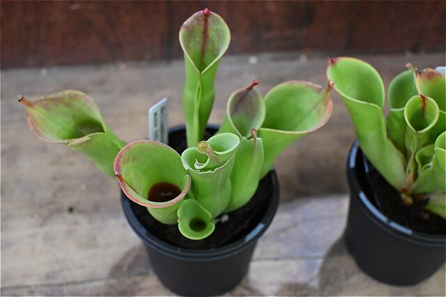 ヘリアンフォラ・ミノールhyb＆入荷植物 | 園芸屋たなかのブログ