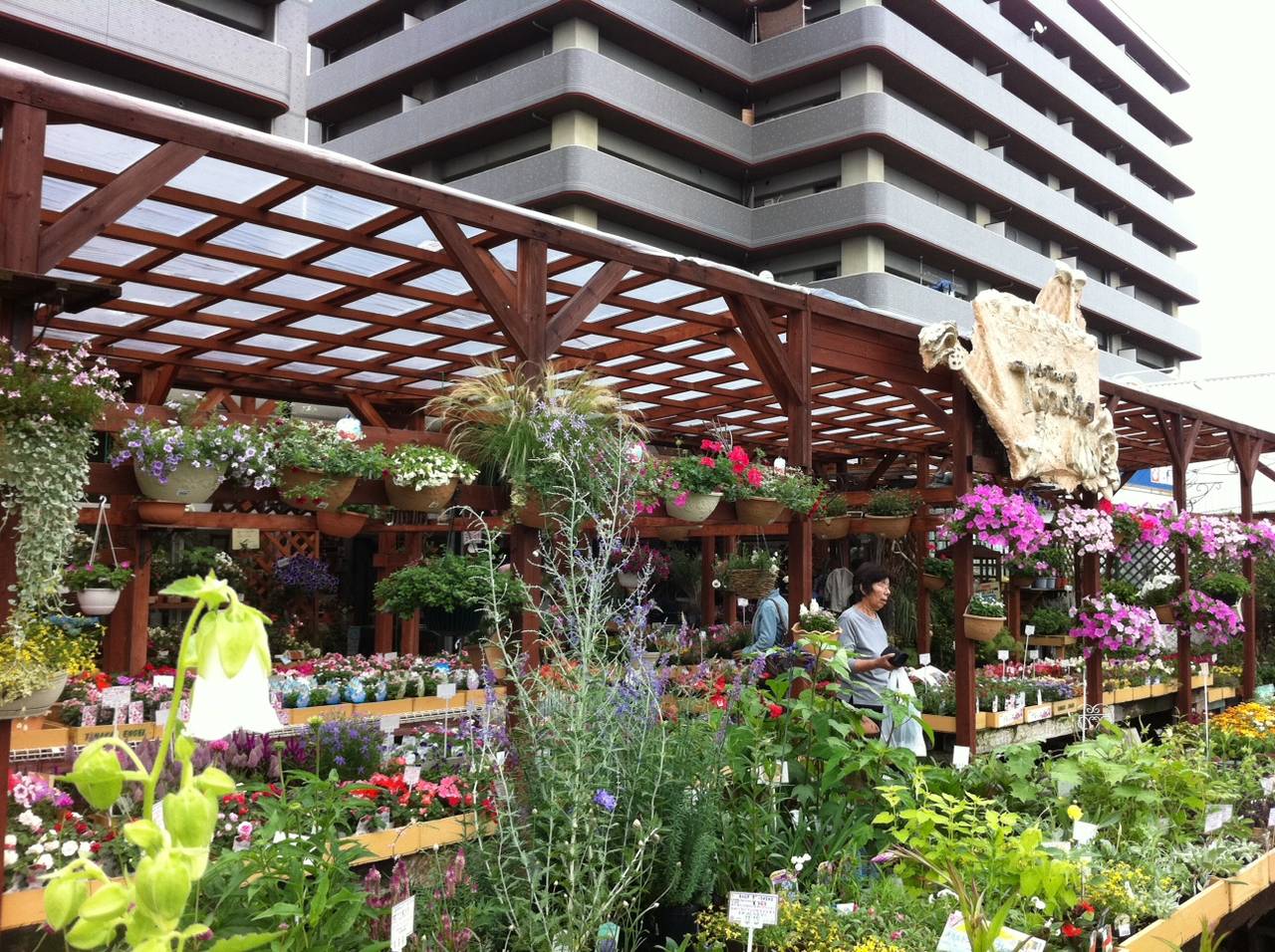 宿根草 多年草 園芸屋 たなか 宿根草 多年草 園芸屋 たなか