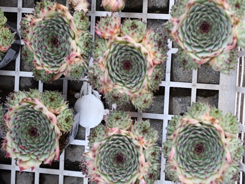 本日の入荷植物 明日と明後日はお休みです 多肉屋 たなか 本日の入荷植物 明日と明後日はお休みです 多肉屋 たなか