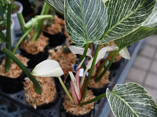 アリ植物 挿し木作業 多肉屋 たなか