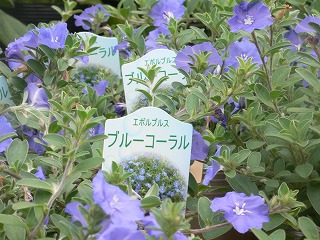 エボルブルス ブルーコーラル 園芸屋 たなか