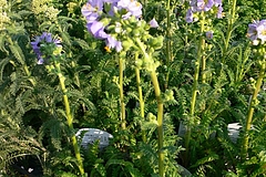 20100610P1170016