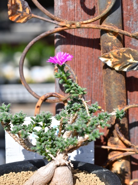 入荷植物 園芸屋 たなか 入荷植物 園芸屋 たなか