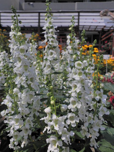 ルドベキア フルギダ ゴールドストラム 寄せ植え 園芸屋 たなか