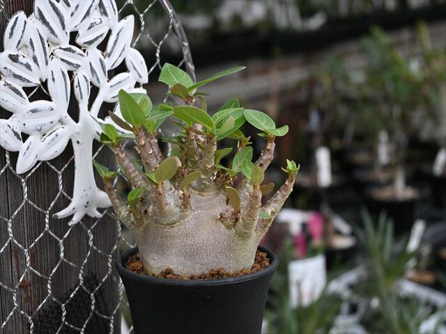 ブラックゴジラ＆入荷植物 : 多肉屋 たなか