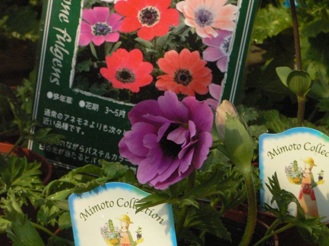 アネモネ フルゲンス 園芸屋 たなか