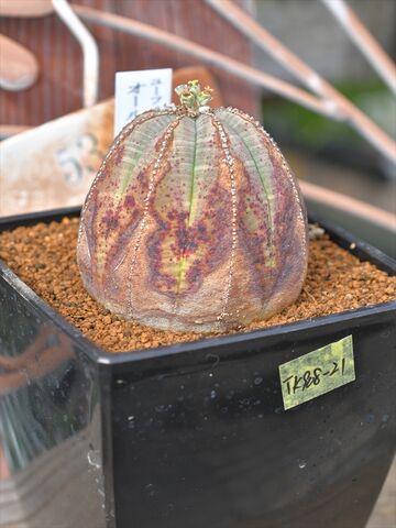 オールドオベサ　綴化 鉢ごと ヴィンテージオベサコレクション……遂に第一章が完成しました。いざ