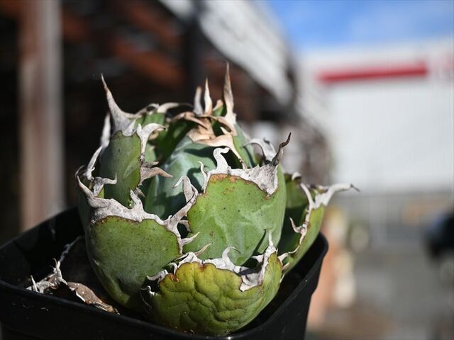 白鯨＆陶器鉢色々と | 園芸屋たなかのブログ