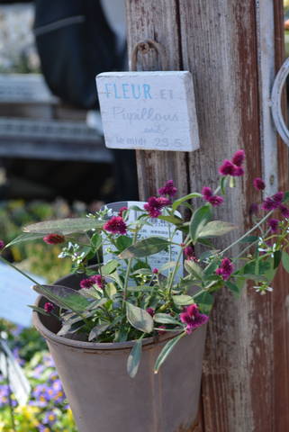 千日花火 入荷植物 園芸屋 たなか