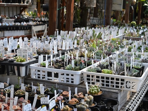 入荷植物 園芸屋 たなか