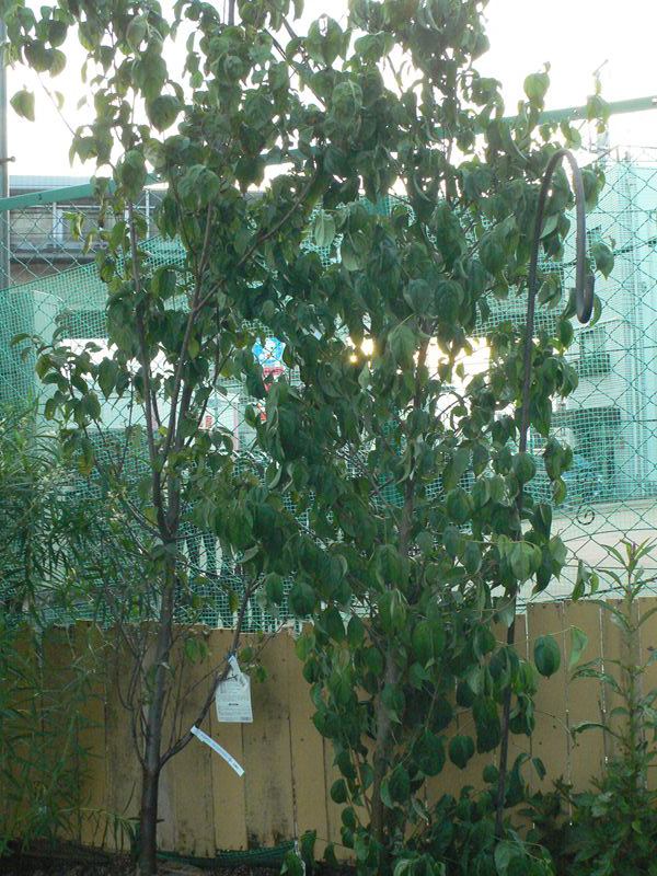 ブラキカム ブラスコバイオレット 入荷植物 園芸屋 たなか