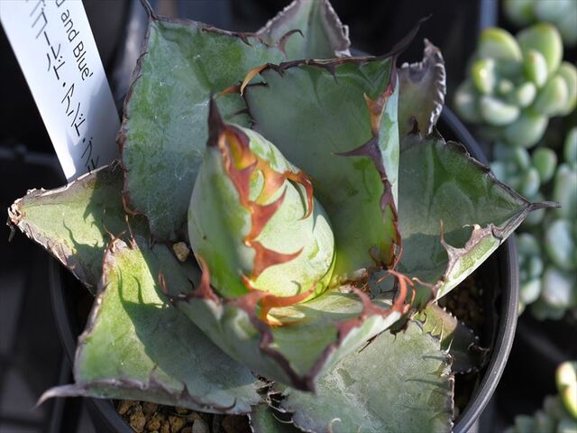 アガベ　ゴールド&ブルー ゴールド&ブルー アガベ 【公式通販】