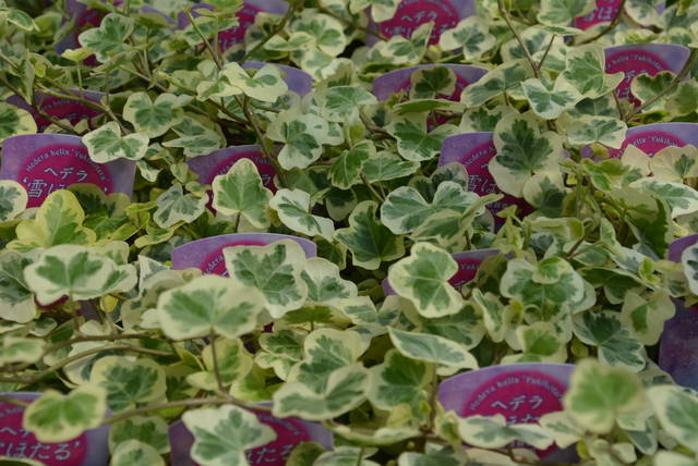 ヘデラ 白雪姫 ギャザリングに 園芸屋 たなか