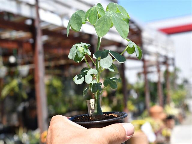 アデニア グラウカ&入荷植物 ねこの登り棒!! | 園芸屋たなか アデニア グラウカ&入荷植物 ねこの登り棒!! | 園芸屋たなか