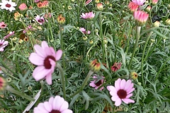 20110224P1200605