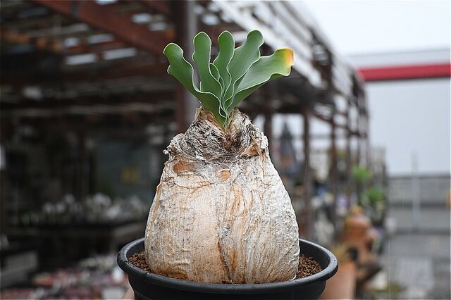 ブーファン ハエマントイデス＆入荷植物 | 園芸屋たなかのブログ