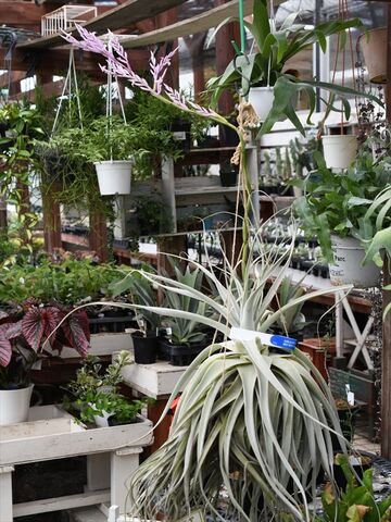 現品】チランジア・ストラミネア特大群生（2）