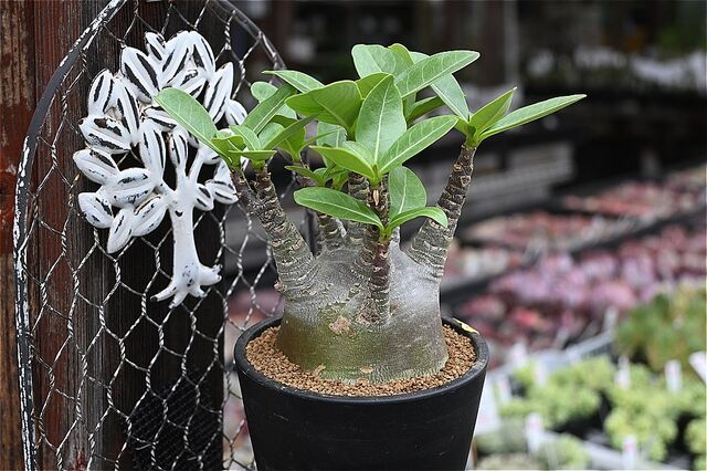 アデニウム ブラックゴジラ＆入荷植物 | 園芸屋たなかのブログ