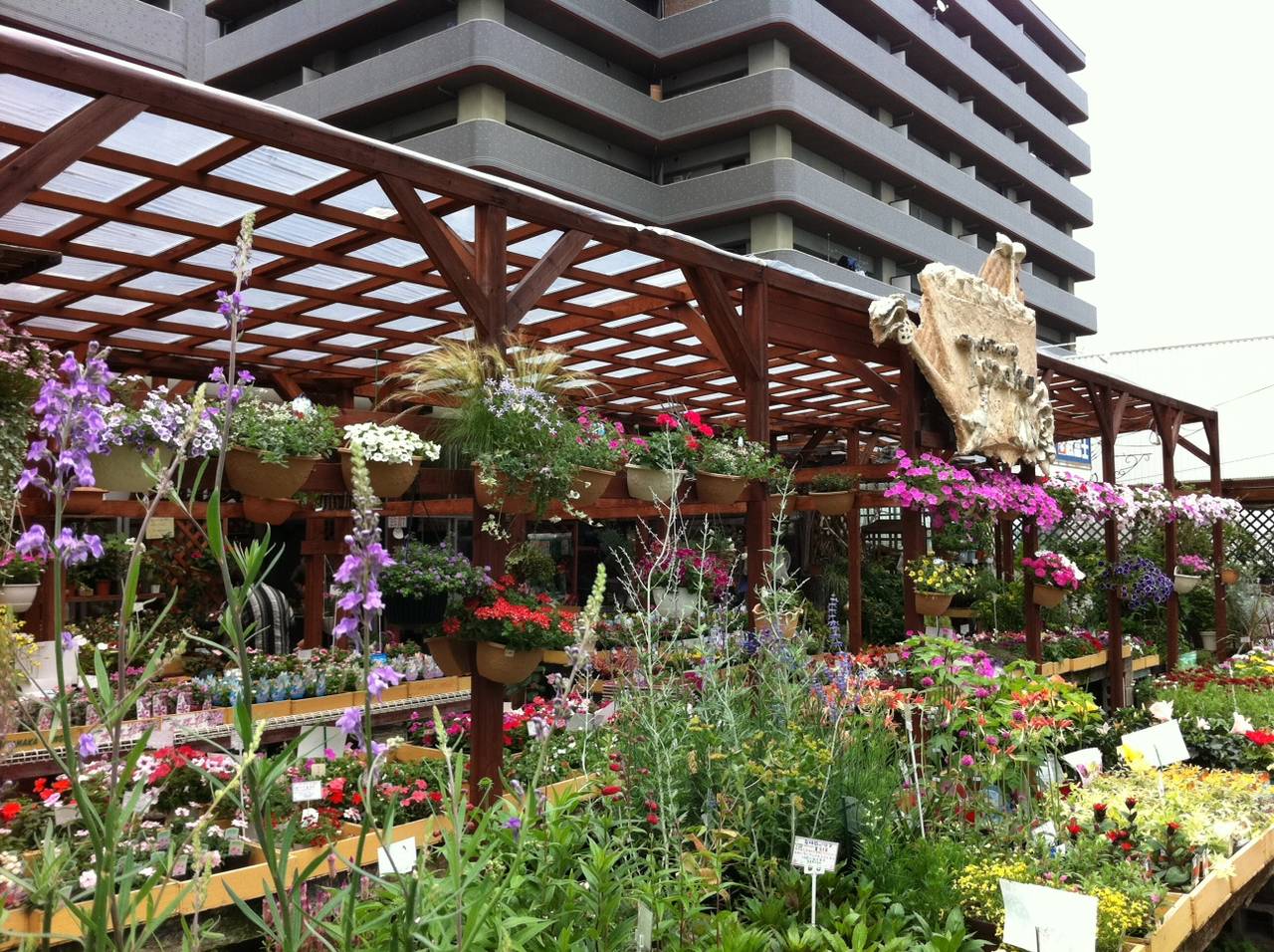 宿根草 多年草 園芸屋 たなか 宿根草 多年草 園芸屋 たなか