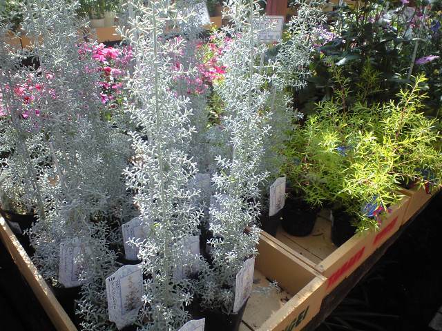 コチア 多肉屋 たなか