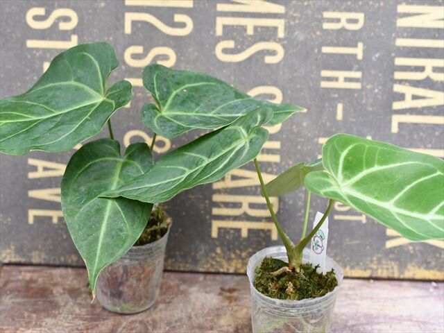 本日定休日!!&植物の入荷です | 園芸屋たなかのブログ 本日定休日!!&植物の入荷です | 園芸屋たなかのブログ