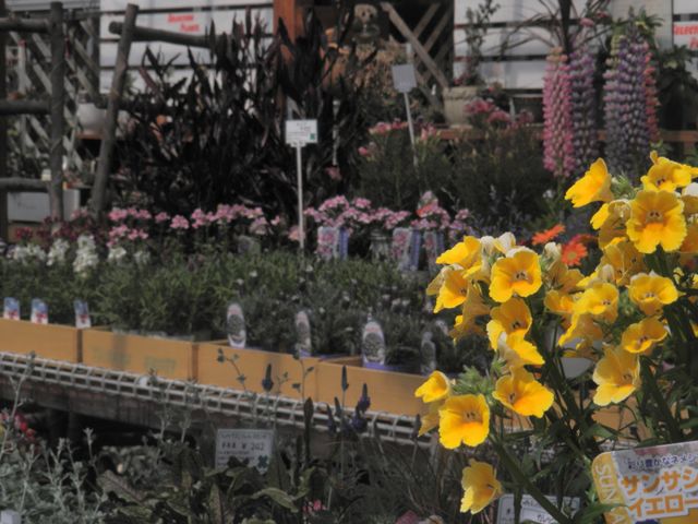 忘れな草 ブルームッツ 園芸屋 たなか