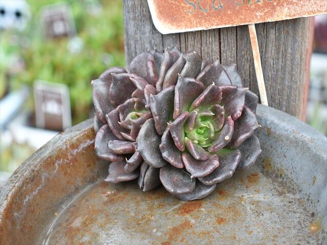 春の多肉植物売り出しVol.3 – 【公式】花伝 | 福岡県久留米市の