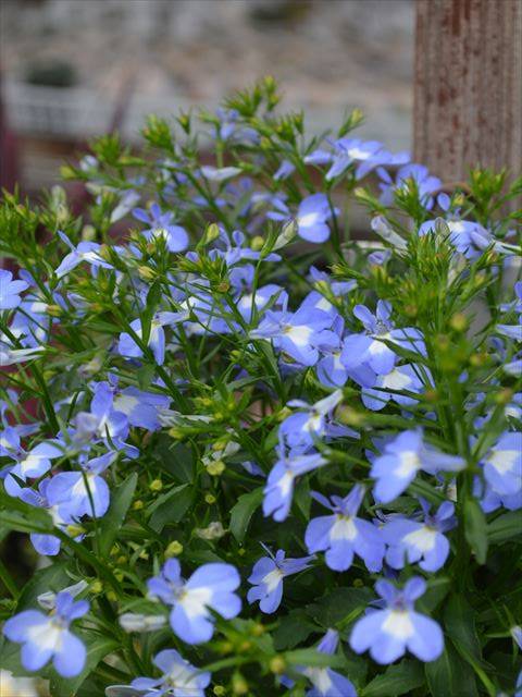 夏っ得ロベリア 入荷植物 園芸屋たなかのブログ 夏っ得ロベリア 入荷植物 園芸屋たなかのブログ