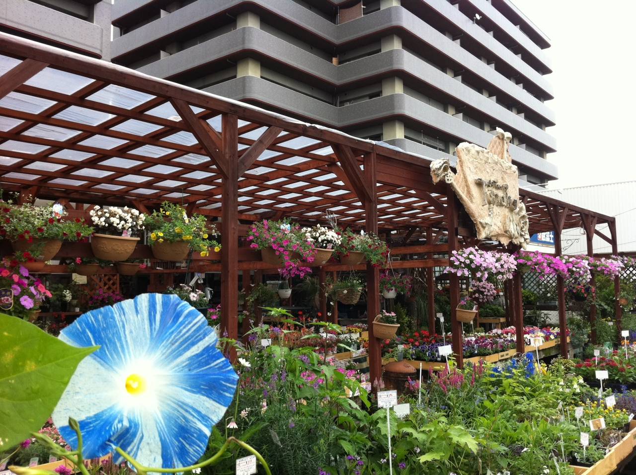 西洋朝顔 フライングソーサー 園芸屋 たなか 西洋朝顔 フライングソーサー 園芸屋 たなか