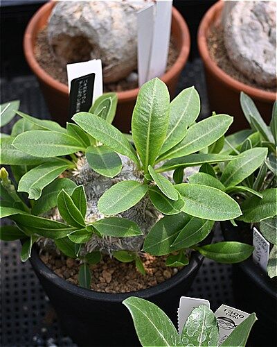 恵比寿大黒＆お休み中の入荷植物 | 園芸屋たなかのブログ