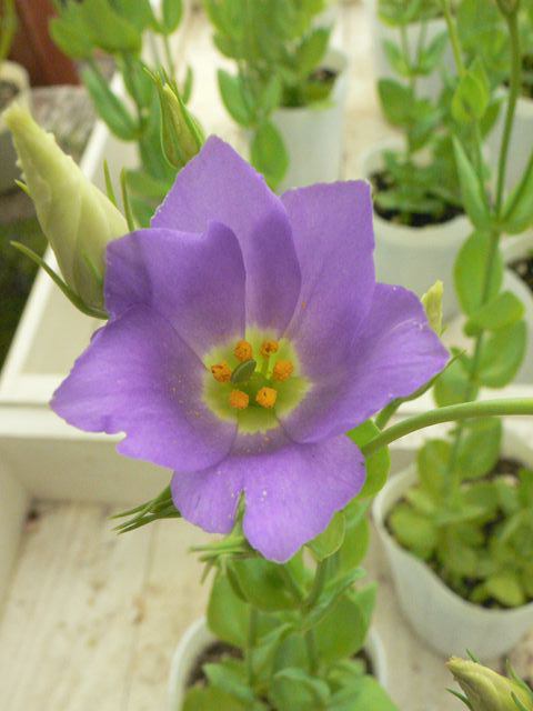 トルコキキョウ 多年草 数品種入荷 園芸屋 たなか